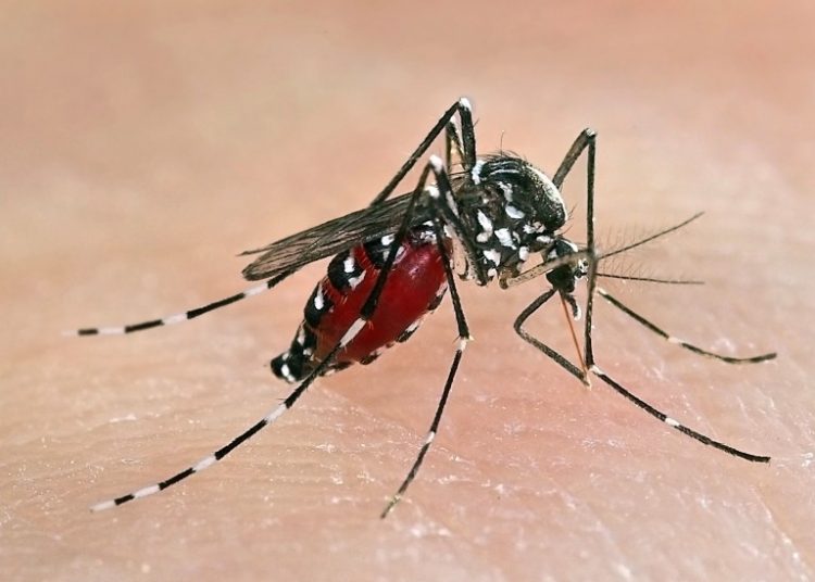 Muỗi Anopheles là gì