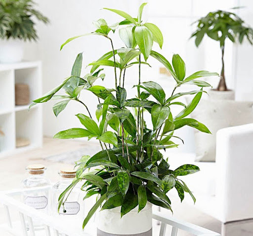 Mệnh Thổ trồng cây gì 13