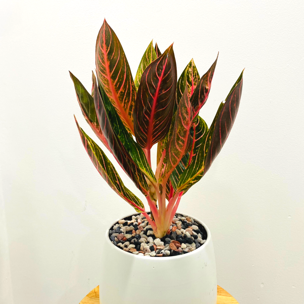Mệnh Thổ trồng cây gì 11