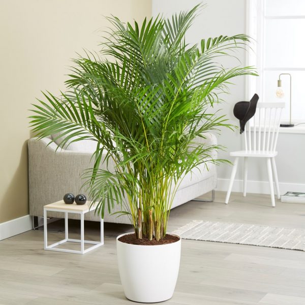 Mệnh Thổ trồng cây gì 03