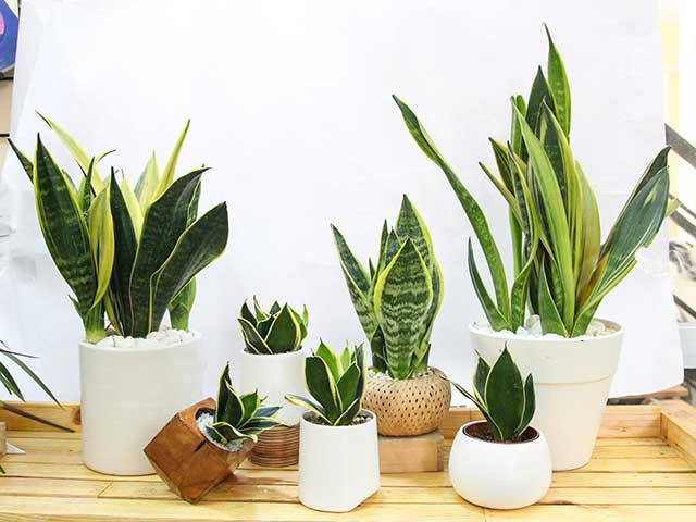 Mệnh Thổ trồng cây gì 02