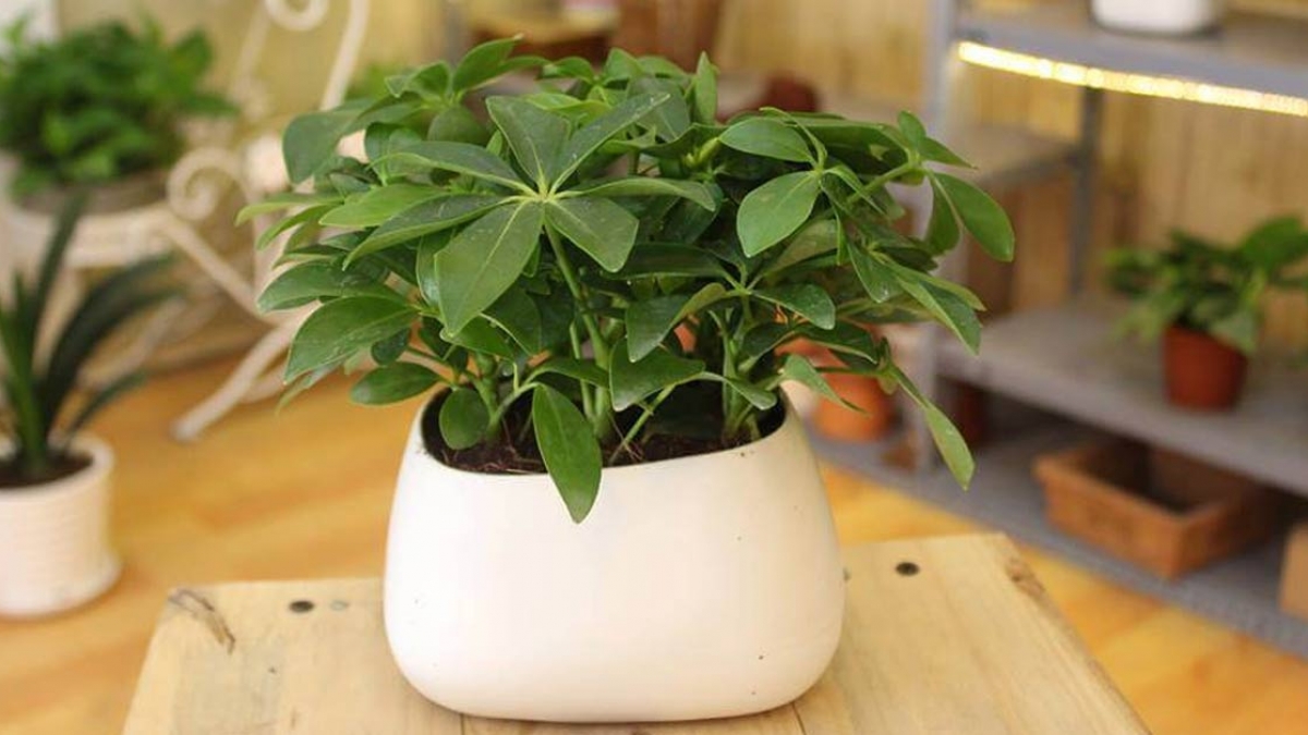 Mệnh Thổ trồng cây gì 12
