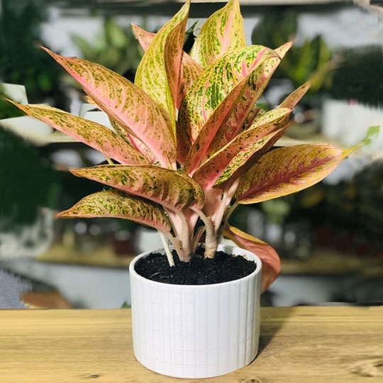 Mệnh Thổ trồng cây gì 05