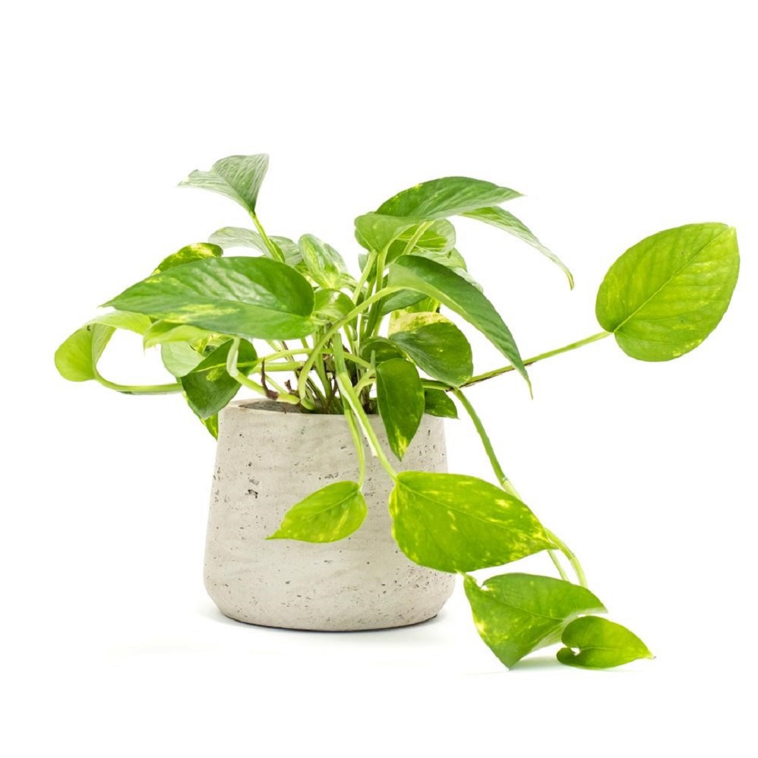 Mệnh Thổ trồng cây gì 06