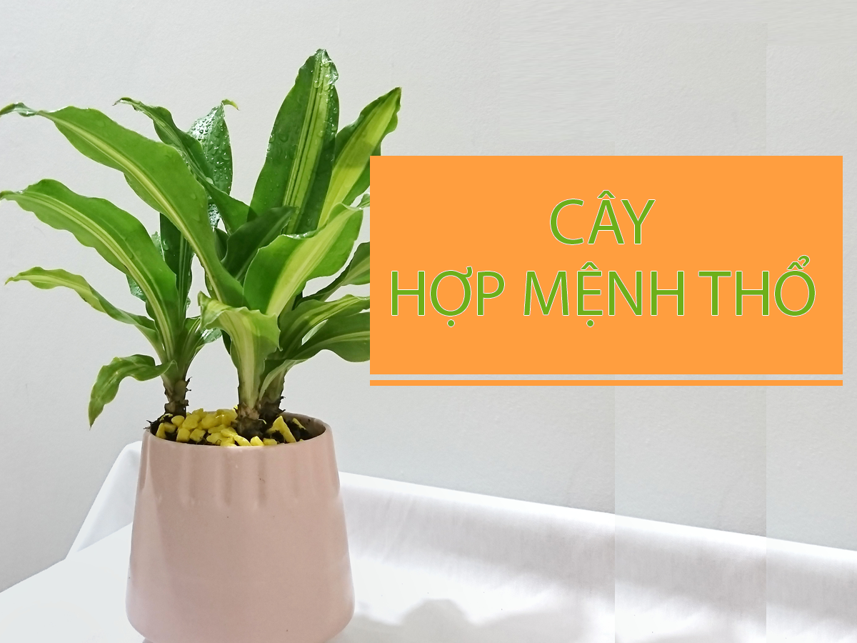 Mệnh Thổ trồng cây gì