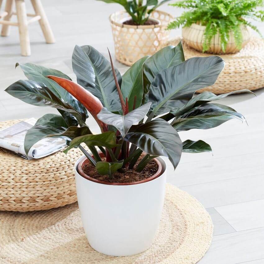 Mệnh Thổ trồng cây gì 07